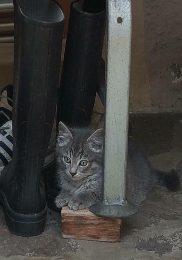 Temblhof Daire Vipiteno Dış mekan fotoğraf